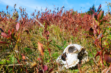 Deer Skull at Blue Ridge Mountains