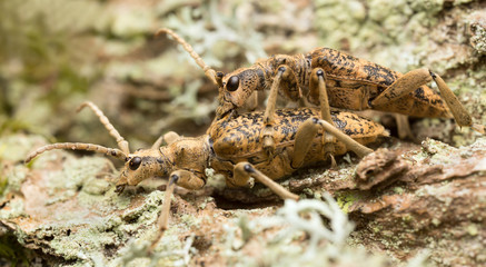Mating Rhagium sycophanta on wood