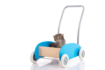 Cute kitten sitting in barrow