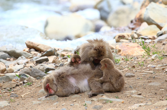 野生の猿の家族　かわいい猿の赤ちゃん
