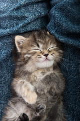 Close up of cute tabby  kitten sleeping