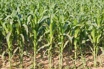 Corn plant.