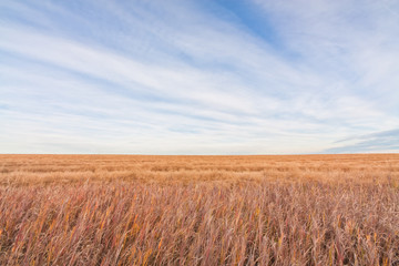Landscape of the prairie grassland of Alberta, Canada.