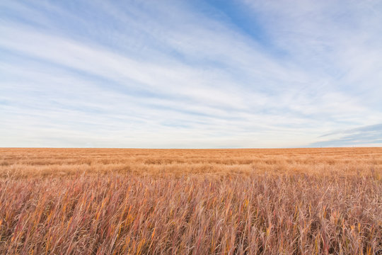 Fototapeta Landscape of the prairie grassland of Alberta, Canada.