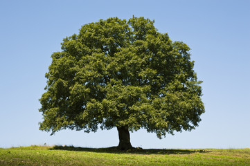 Fototapeta na wymiar Oak Tree