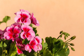 close up of red and pink pelargonium flowers 
