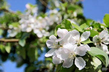 Blühender Apfelbaum