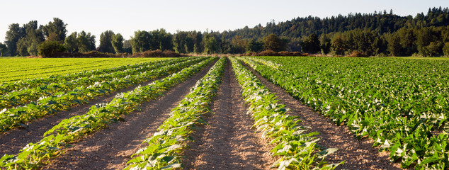 Planted Rows Herb Farm Agricultural Field Plant Crop