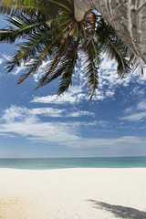 Naklejka na ściany i meble Coconut tree at a tropical white sand beach