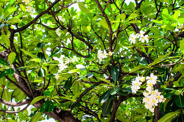Frangipani Tree