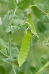 畑のサヤエンドウ