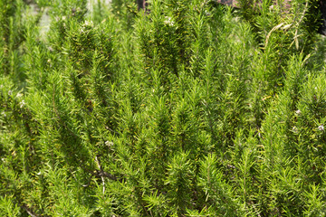 ローズマリー畑