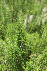 ローズマリー畑