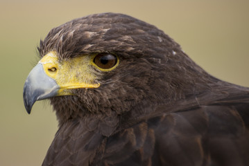 Harris Hawk