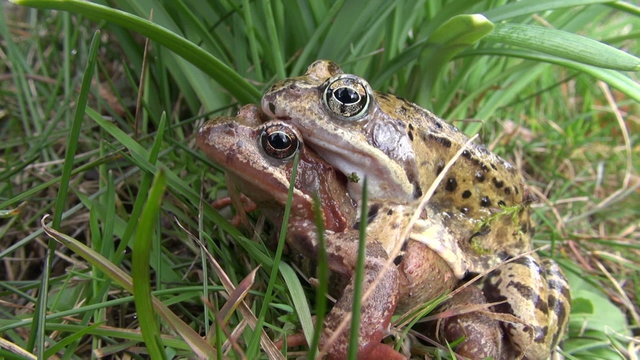 pair two frogs on grass in spring time

