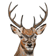 Obraz premium Deer head isolated on white background, vector