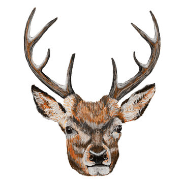 Whitetail Deer Head. Vector Illustration of a Whitetail Deer Head.