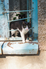 Кошки на подоконнике выглядывают из окна