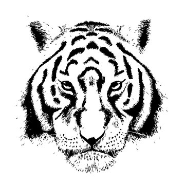 Hand Drawn Tiger, grunge, front portrait