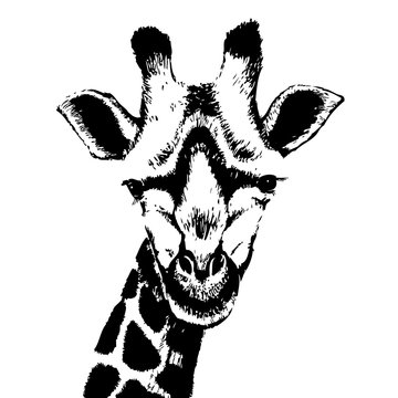 Illustration of giraffe, isolated grunge background, black silho