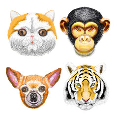 Fototapeta premium Vector illustration of cute animal set including cat, monkey, tiger, dog