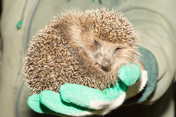 hedgehog in the hands of