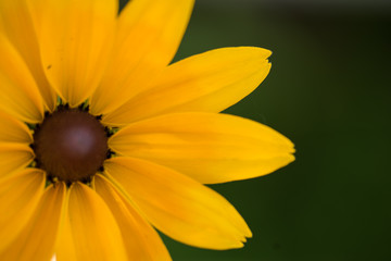 Bright yellow rudbeckia or Black Eyed Susan flowers