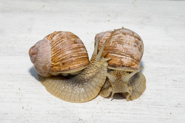 two big snails posing