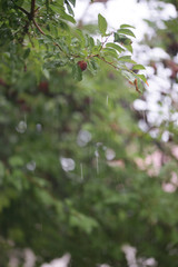 Монастырь Святого Георгия в Помории
