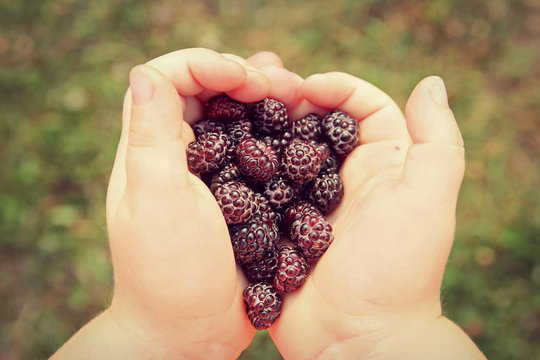 Child's Hands Holding Fresh Picked Black Cap Raspberries