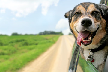 German Shepherd Dog Sticking Head Out Driving Car Window - obrazy, fototapety, plakaty