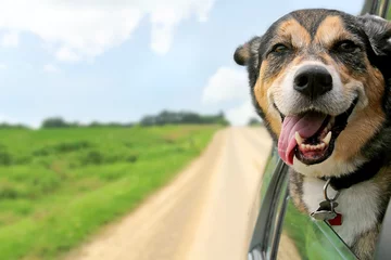 Foto op Plexiglas Hond Duitse herdershond steekt hoofd uit autoraam rijden