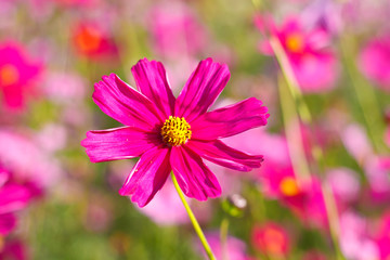 Obraz premium cosmos flowers on flower garden.