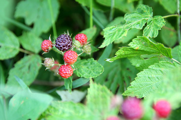 Black Cap Raspberries on Summer Bush