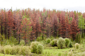 Mountain Pine Beetle killed pine forest