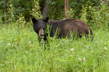 Young Black Bear Ursus americanus forage green meadow