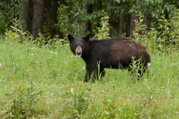 Young American Black Bear forage green meadow