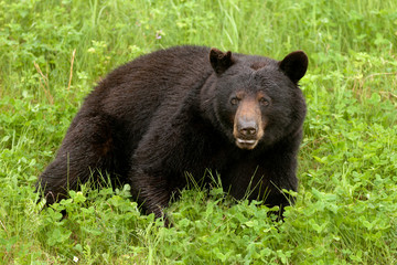 Green meadow Black Bear Ursus americanus resting