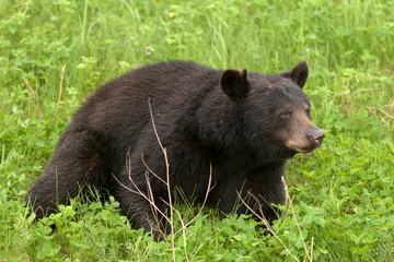 Fototapeta na wymiar Green meadow American Black Bear resting