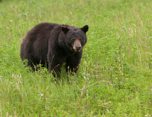 American Black Bear forage green meadow