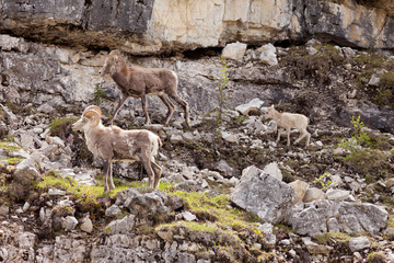 Stone Sheep Ovis dalli stonei family