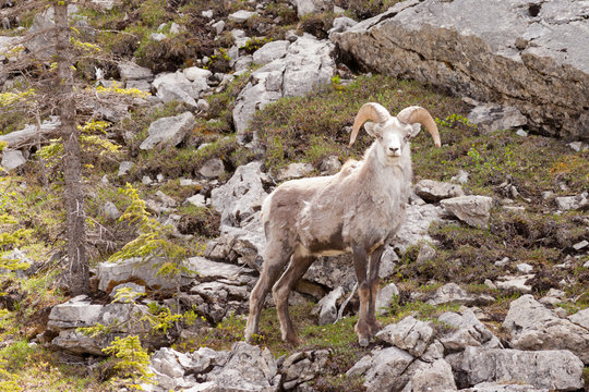 Stone Sheep ram Ovis dalli stonei Canadian wildlife