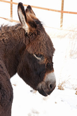 Portrait of Donkey with Bangs