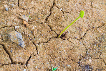 Seedlings germinate in the dry soil dehydration.