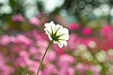 cosmos flowers on flower garden.