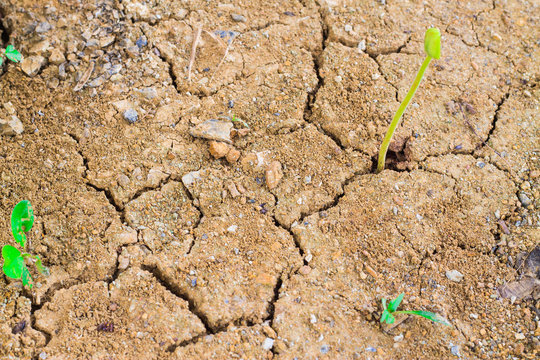 Seedlings germinate in the dry soil dehydration.