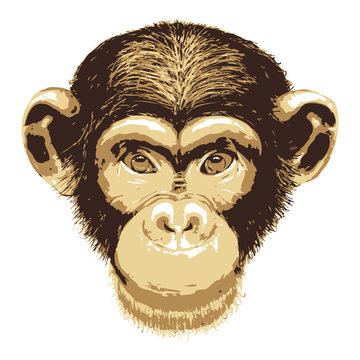 Vector image of monkey face on white background