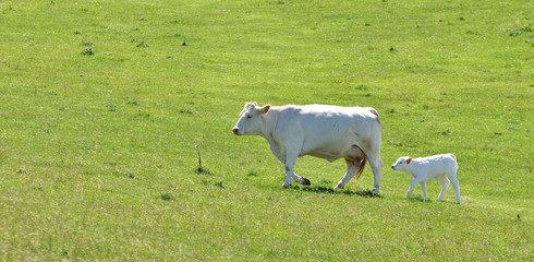 Obraz premium Une vache et son veau se promènent dans un pré à Escalles