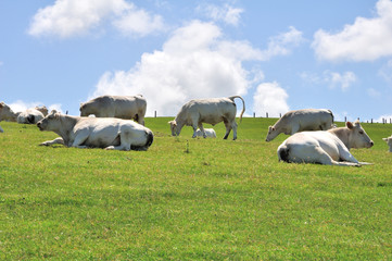 Troupeau de vaches dans l'herbe en haut des falaises. Cap blanc nez