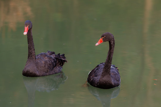 two black swans